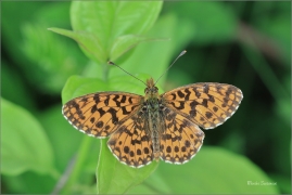 <p>PERLEŤOVEC NEJMENŠÍ (Boloria dia) ---- /Weaver's fritillary - Magerrasen-Perlmutterfalter/</p>